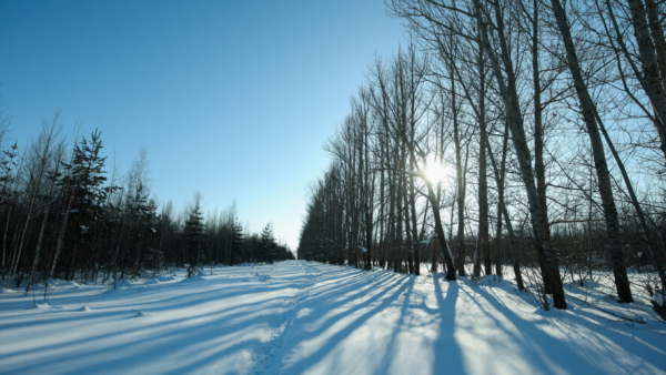 Замерзшее тело пропавшего подростка случайно нашел тракторист в поле 09/02/2026 &ndash; Новости