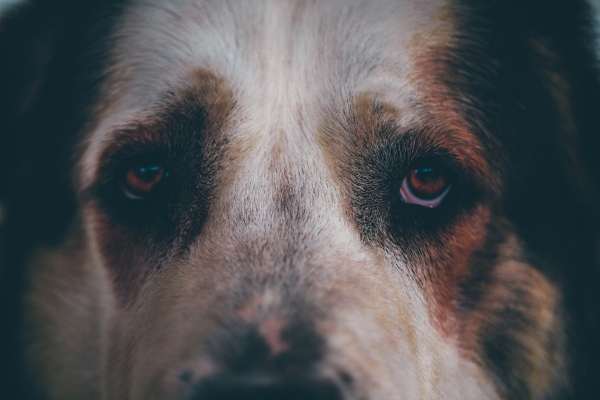 Кинолог Голубев назвал социализацию неотъемлемой частью воспитания собаки