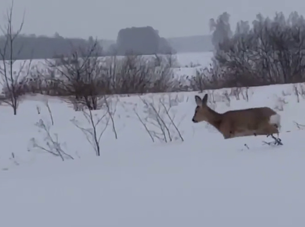 Косулю спасли из снежного плена под Свияжском - видео 01/03/2026 &ndash; Новости