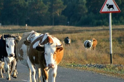 От патрулей до дронов: как в Атырау борются с безнадзорным скотом