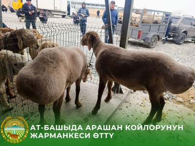 В Ат Баши оценили породные качества арашанских овец