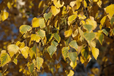 Дожди и ветер придут в Казахстан