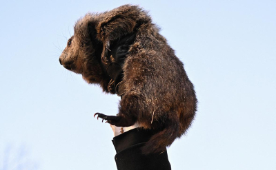 Сурок Фил из США дал предсказание по наступлению весны