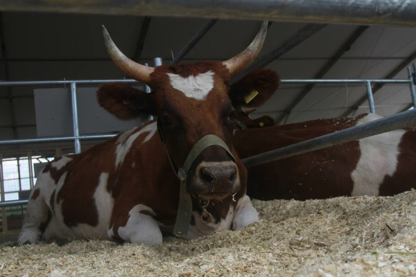 Фермеры Подмосковья усомнились в инфекции, из-за которой режут скот в Сибири