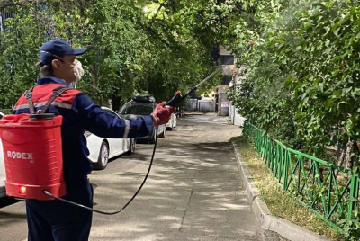 В Алматы с 20 апреля начинается сезон обработки деревьев от вредителей