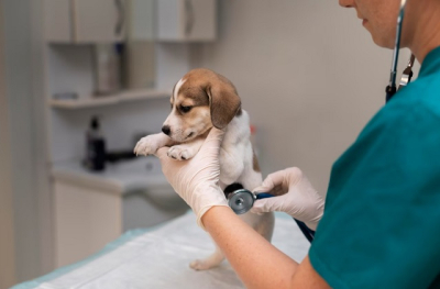 Эксперт предложил выдавать субсидии на создание ветеринарных клиник при вузах