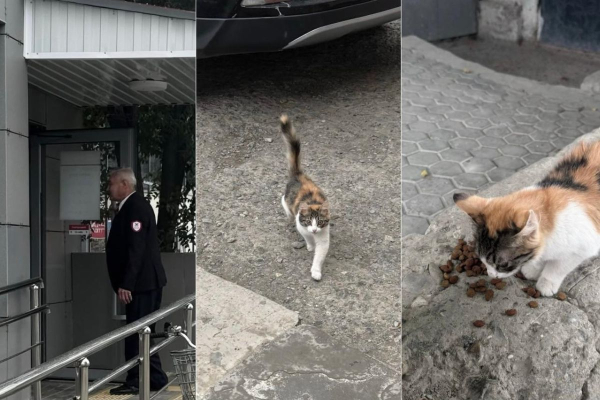 «Мы искренне сожалеем»: отделение Kaspi в Атырау извинилось за обиженного кота