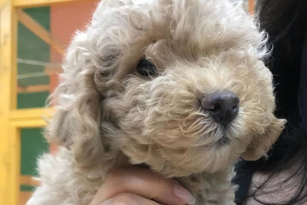 «Я набрала 250 000 лайков ради щенка»