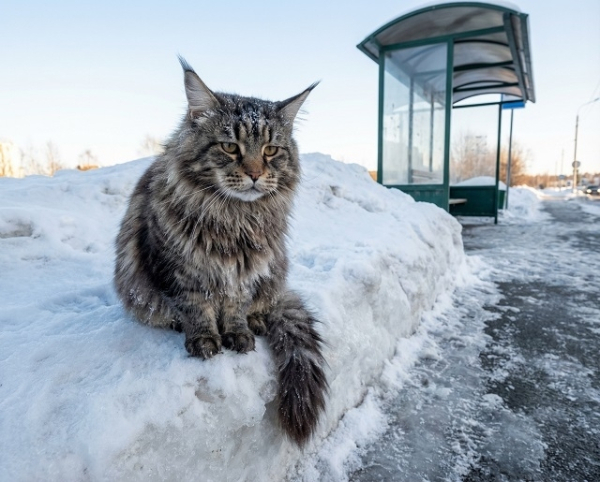 Весна откладывается: в Татарстане сегодня до -10 и снег