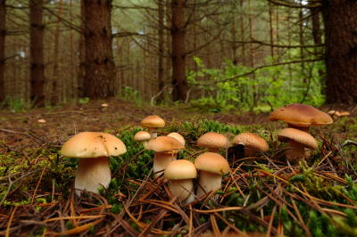 Биолог ПНИПУ рассказала, от чего зависит грибной урожай в Пермском крае