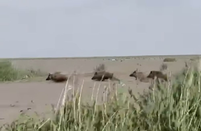 В резервате "Акжайык" снова замечены дикие кабаны