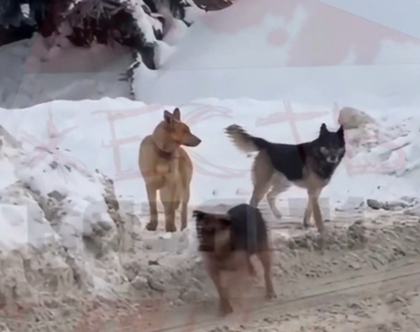 &laquo;Окружили и пытались укусить&raquo;: стая собак напала на подростка в Казани