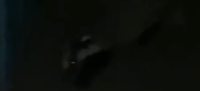 Барсука заметили в одном из жилых районов Семея