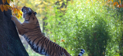 Несколько амурских тигров планируют завезти в Казахстан – Минэкологии