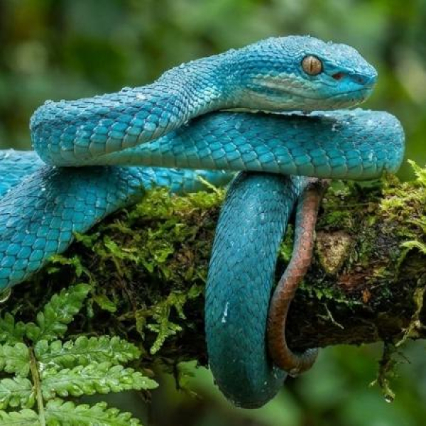 Девочка-подросток чудом спаслась после укуса домашней ядовитой змеи