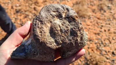 В Кызылординской области нашли останки динозавра
