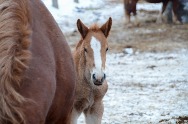 После пожара в свердловской конюшне нашли второй труп