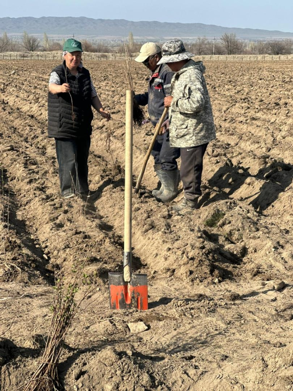 В Айтматовском районе высадили свыше 13 тысяч саженцев