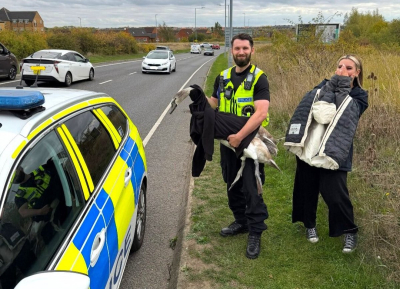 Полицейские в Англии &quot;арестовали&quot; лебедя