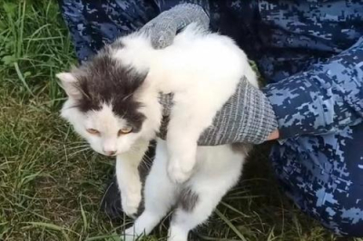 Кот пытался пронести наркотики в колонию, но попался с поличным