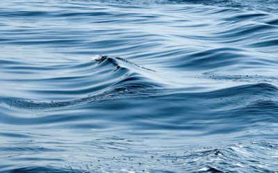 В Сочи начнут еженедельную проверку морской воды