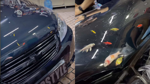 В Ташкенте рыб замуровали под пленку на капоте авто